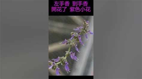 左手香風水|左手香開花風水：點解要小心擺放？